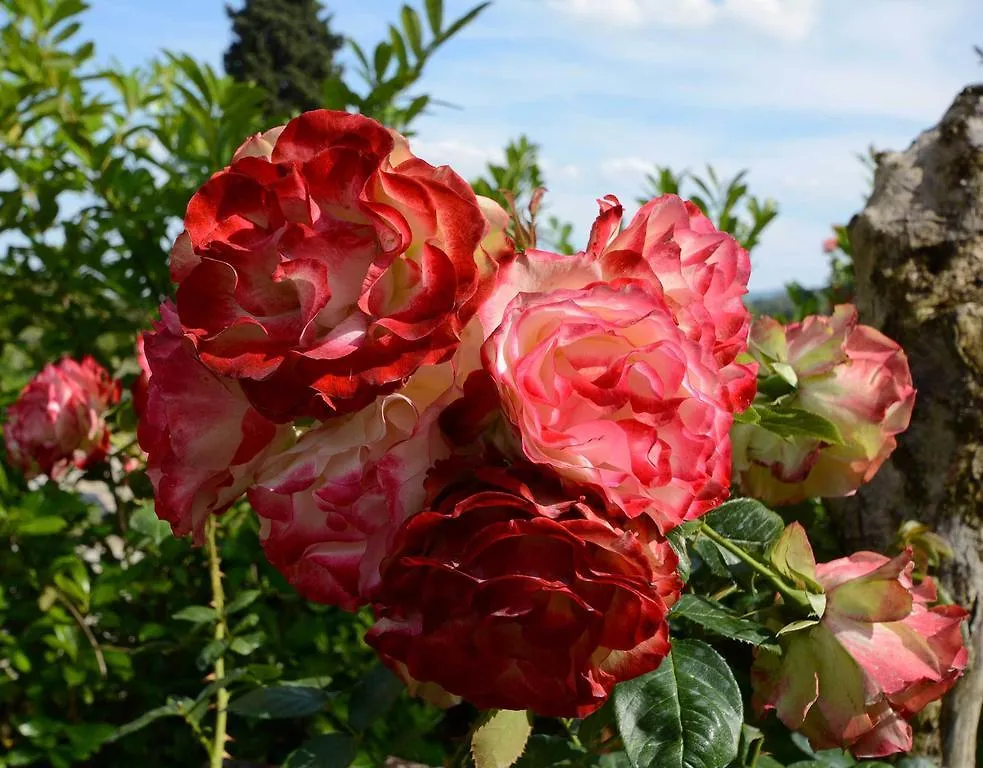 Villa Agriturismo San Leo Figline Valdarno Bauernhof