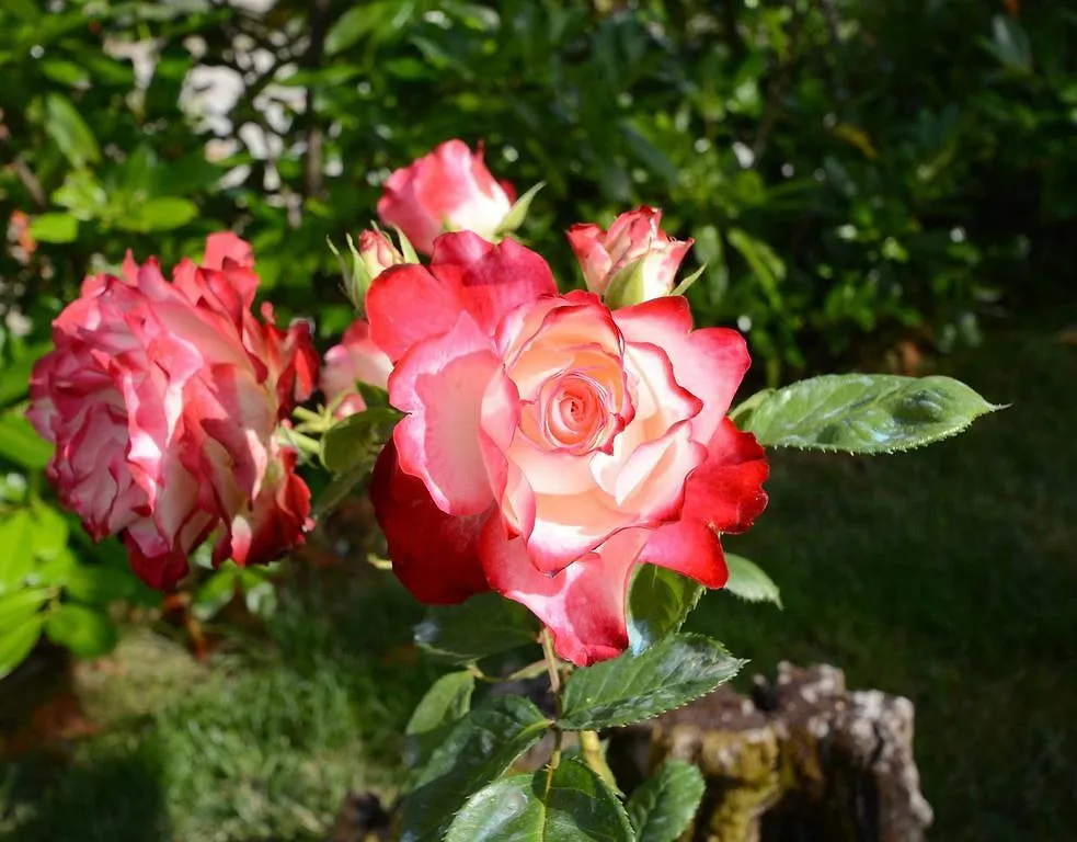 Bauernhof Villa Agriturismo San Leo Figline Valdarno